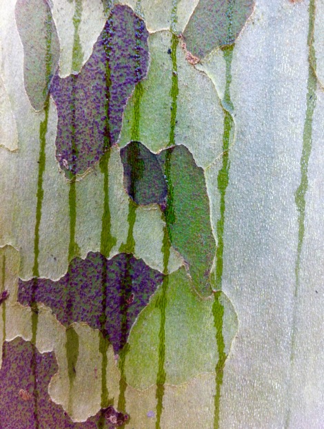Organic forms overlaid with geometric shapes and lines – rain drips running down the patchy bark of a plane tree